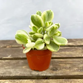 10 - 15cm Variegated Cotyledon Ladismithiensis House Plant 10cm Pot